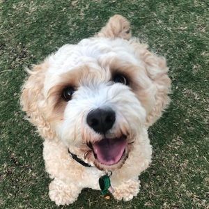 Meet your Posher, Roula